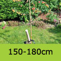 Malus John Downie 150-180cm Half Standard